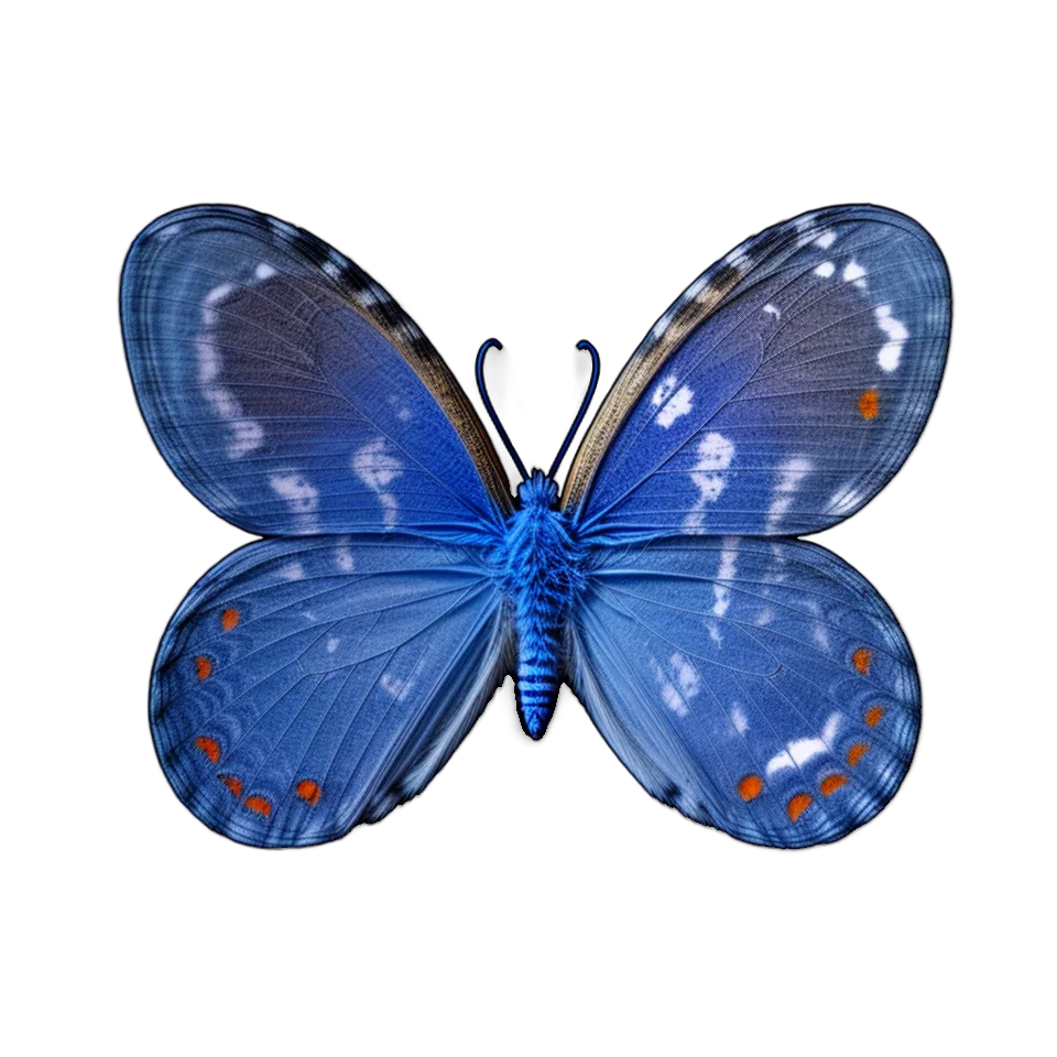 Butterfly Image
