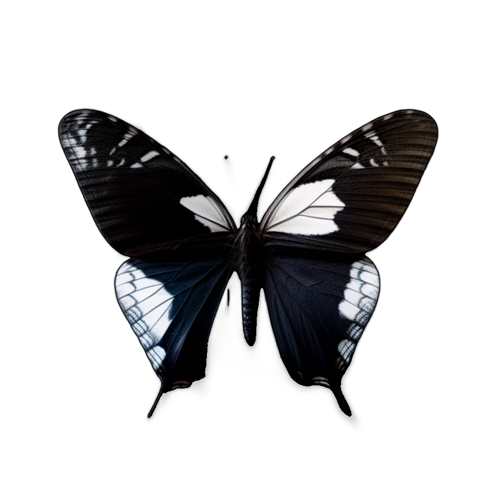 Butterfly Image