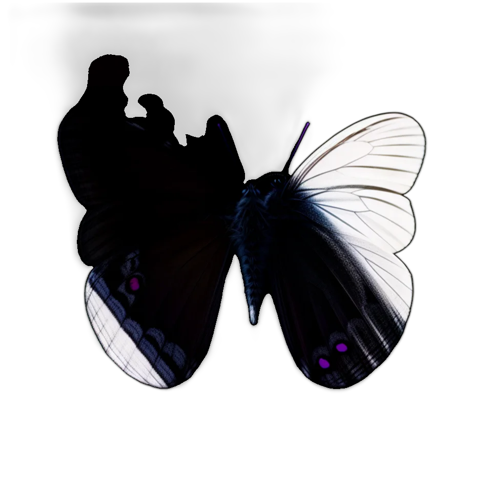 Butterfly Image