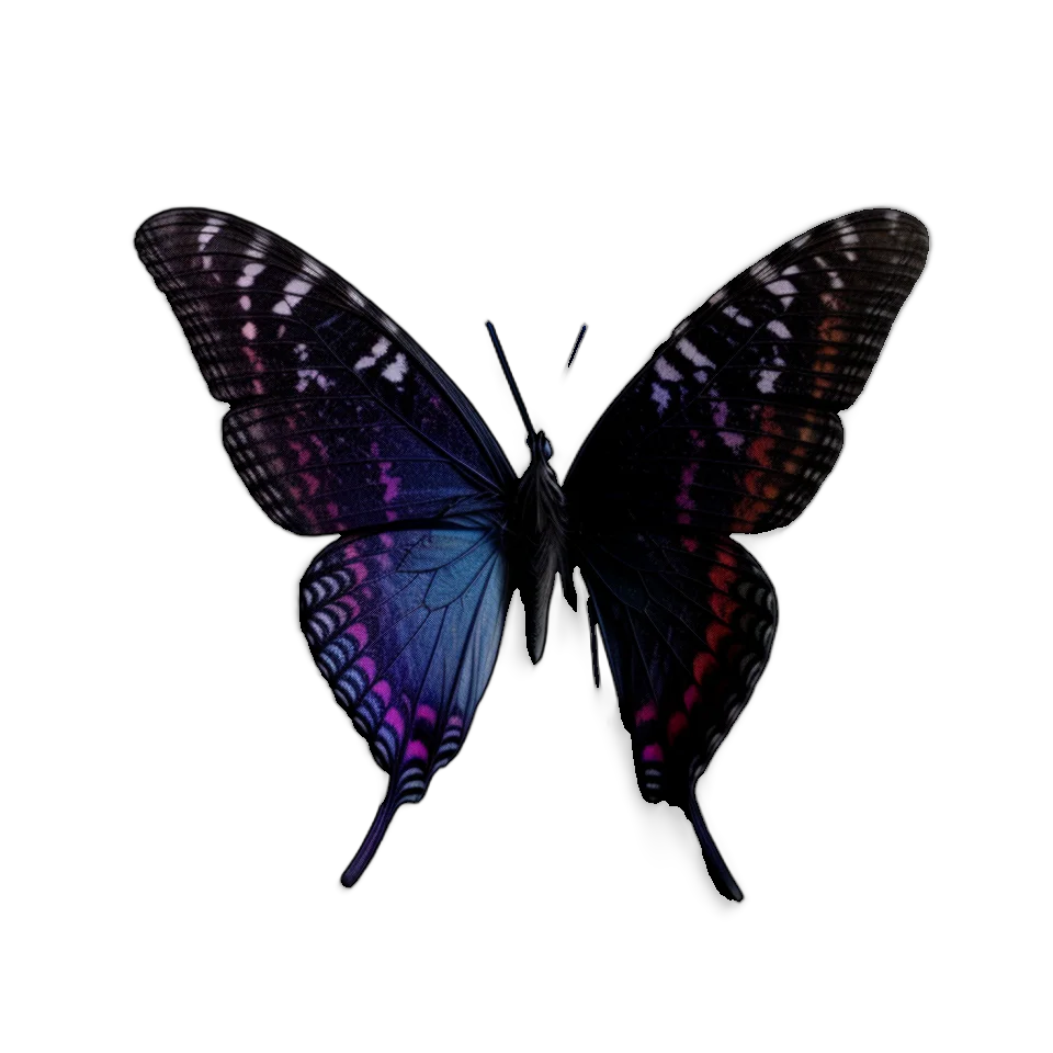 Butterfly Image