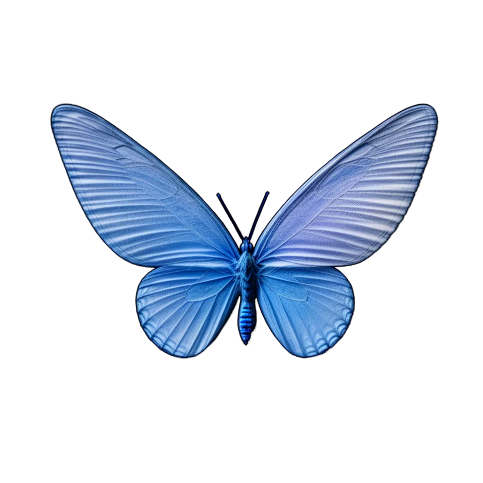 Butterfly Image