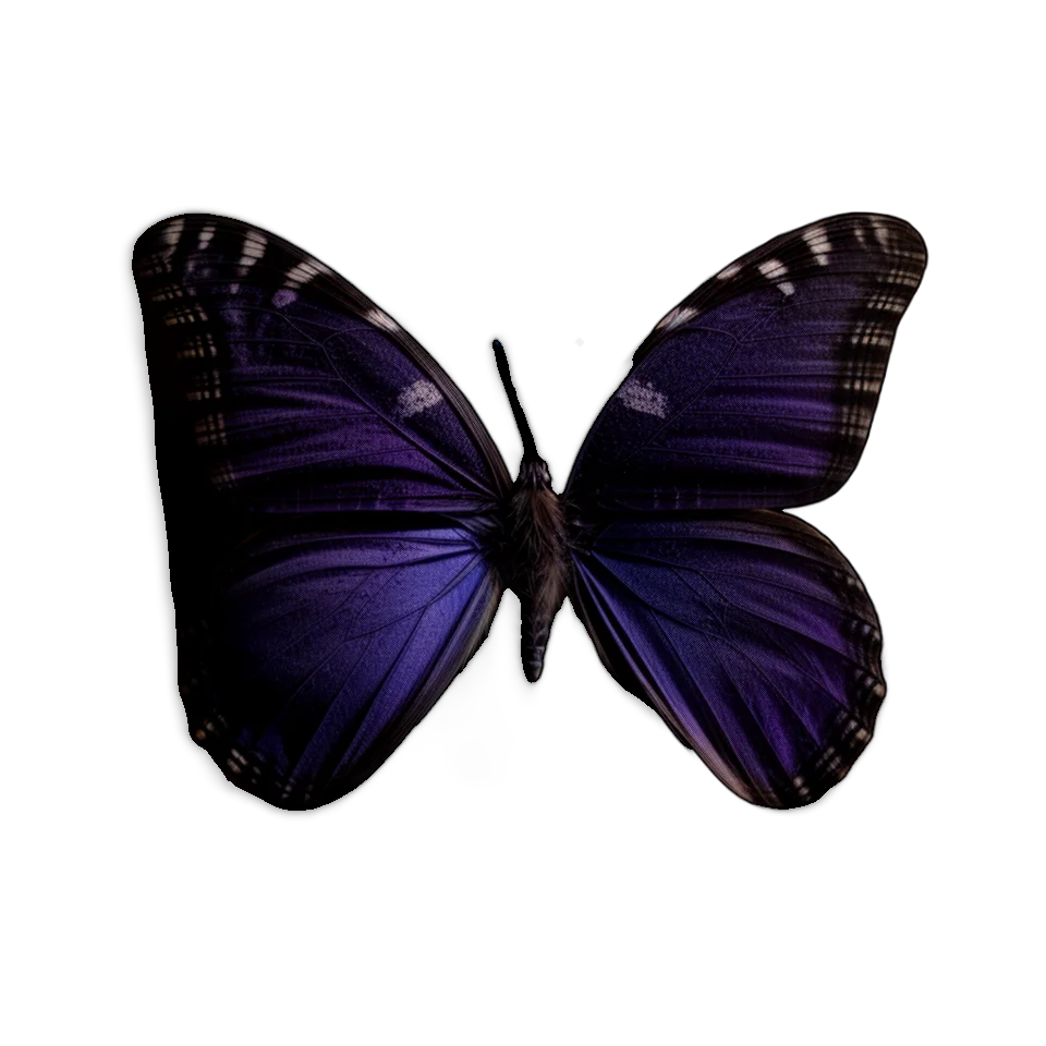 Butterfly Image