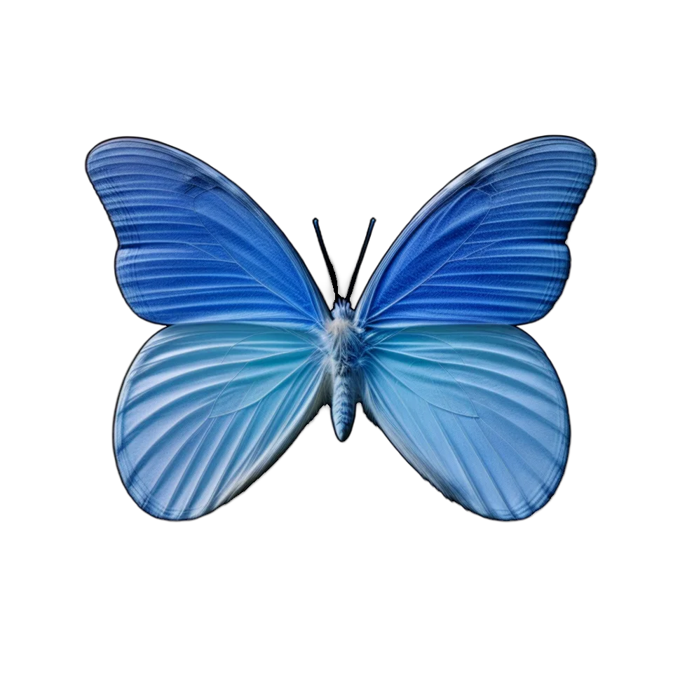 Butterfly Image