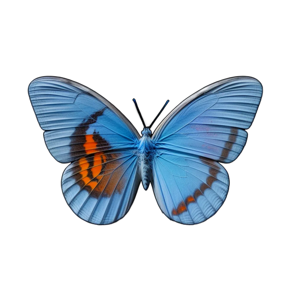 Butterfly Image