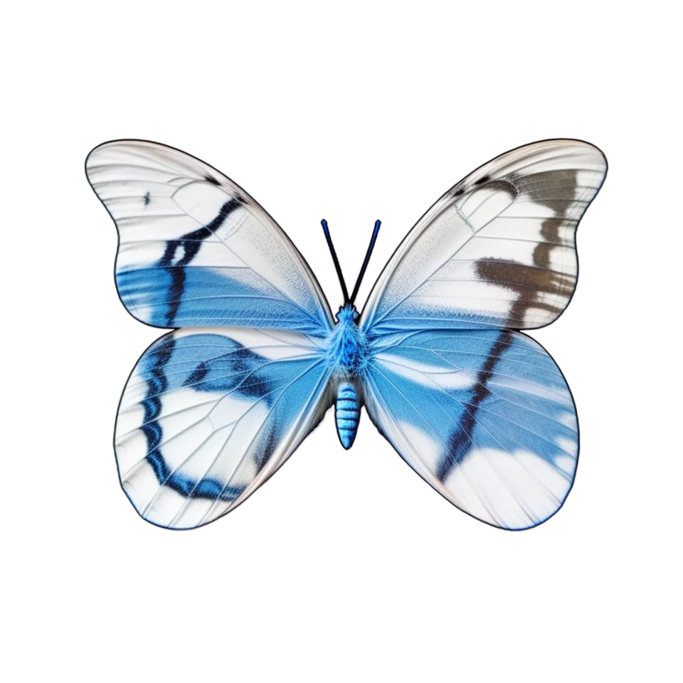 Butterfly Image