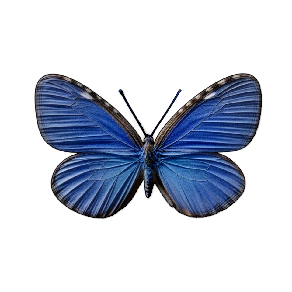 Butterfly Image