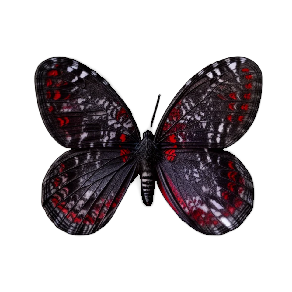 Butterfly Image