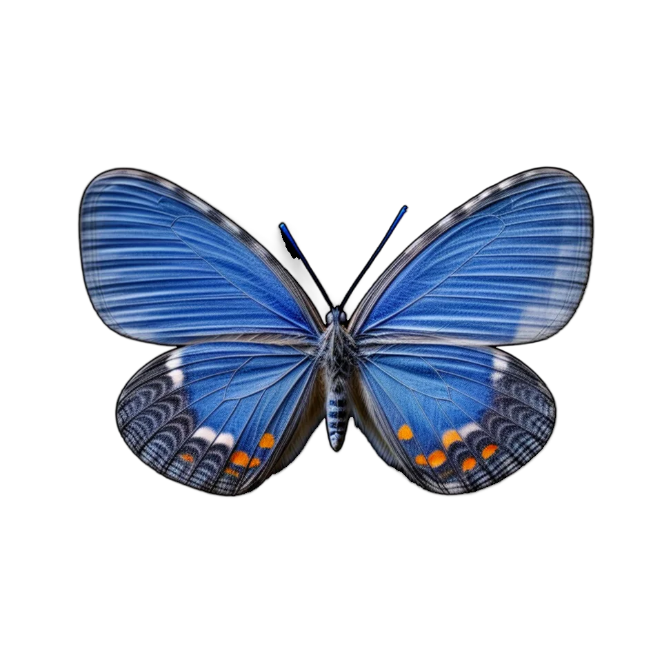 Butterfly Image