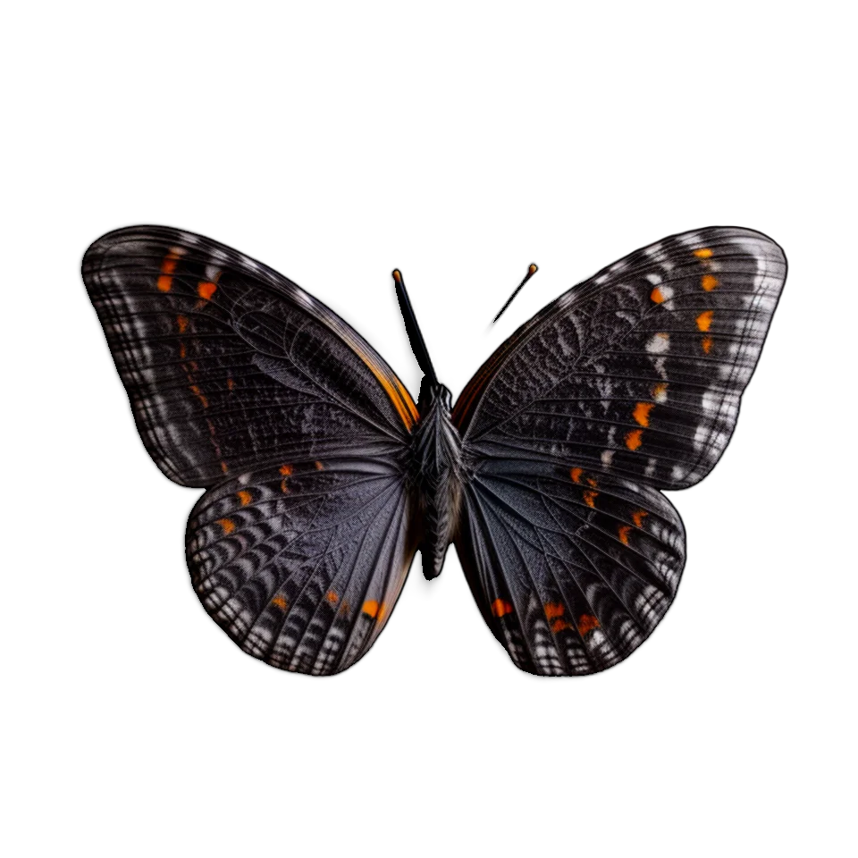 Butterfly Image