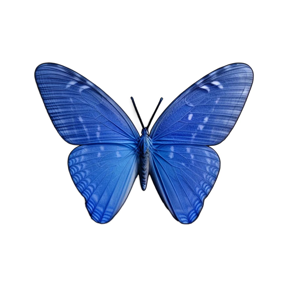 Butterfly Image