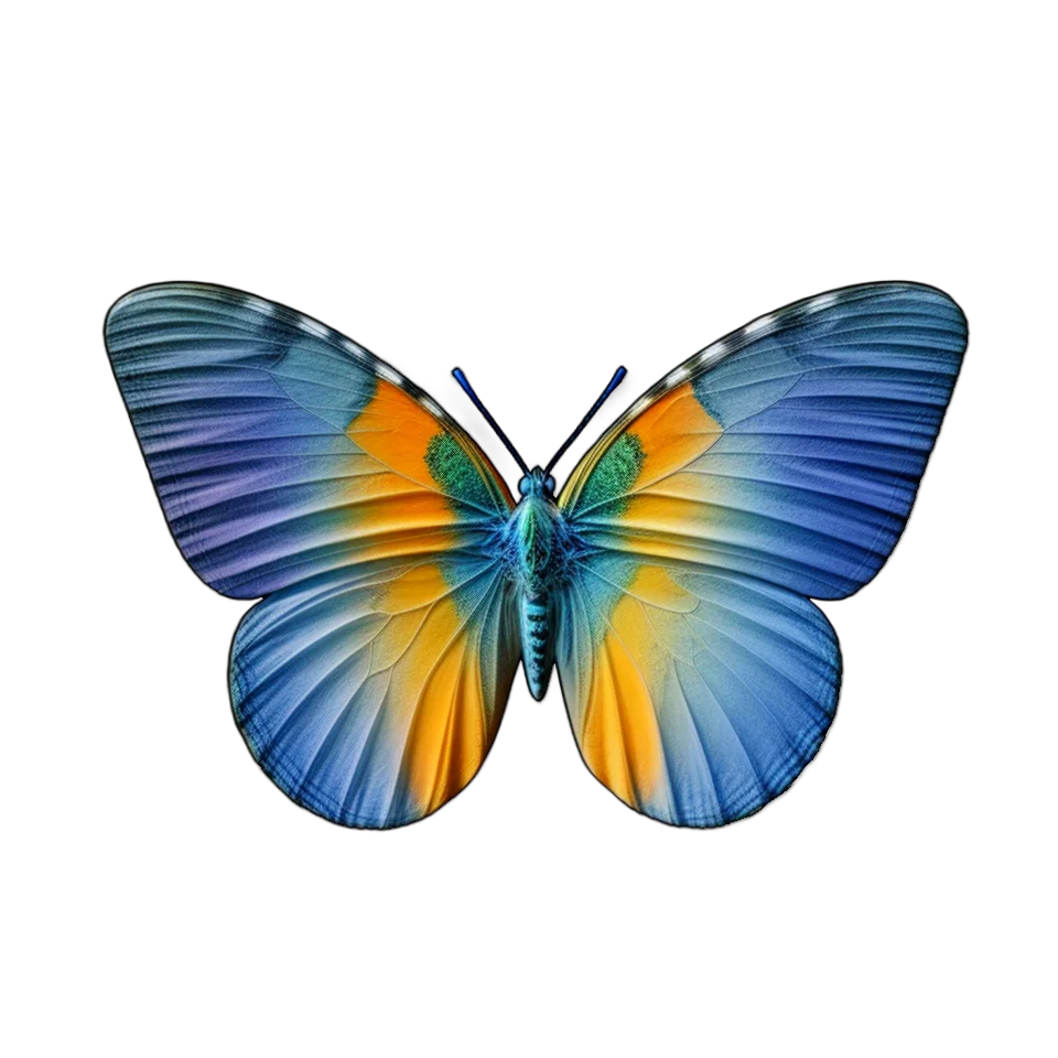 Butterfly Image