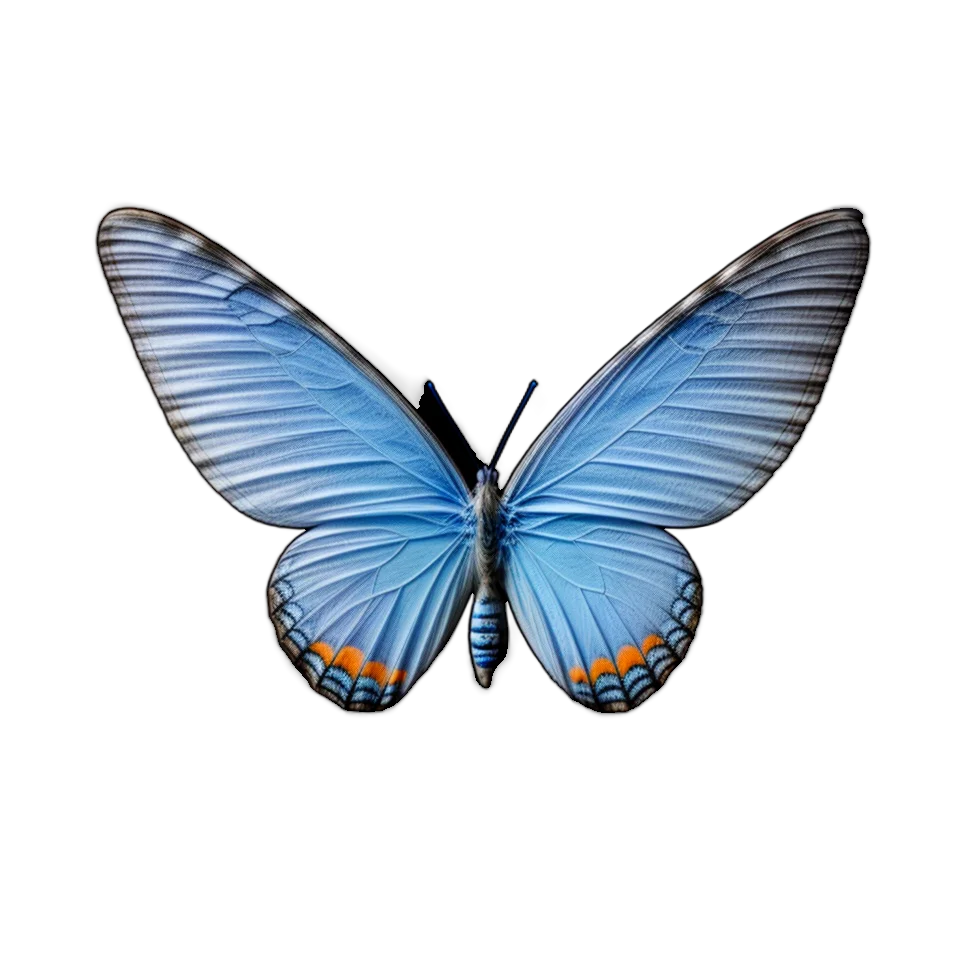 Butterfly Image
