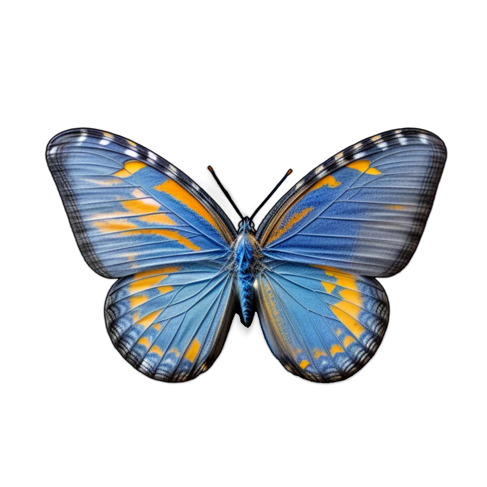 Butterfly Image