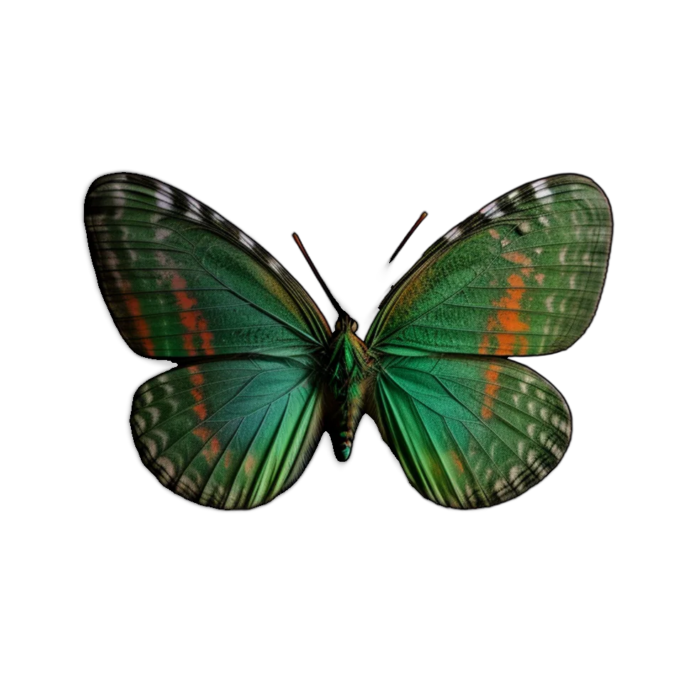 Butterfly Image