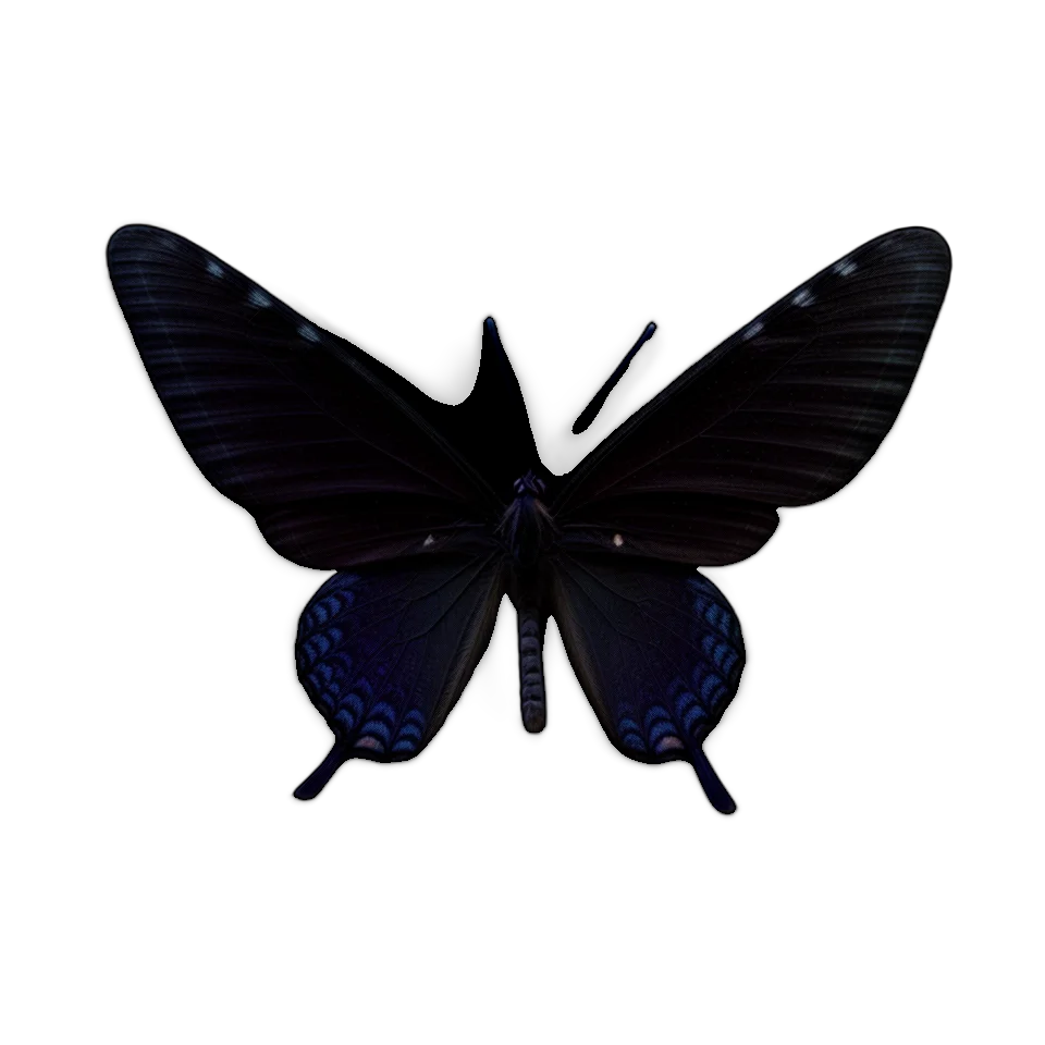 Butterfly Image