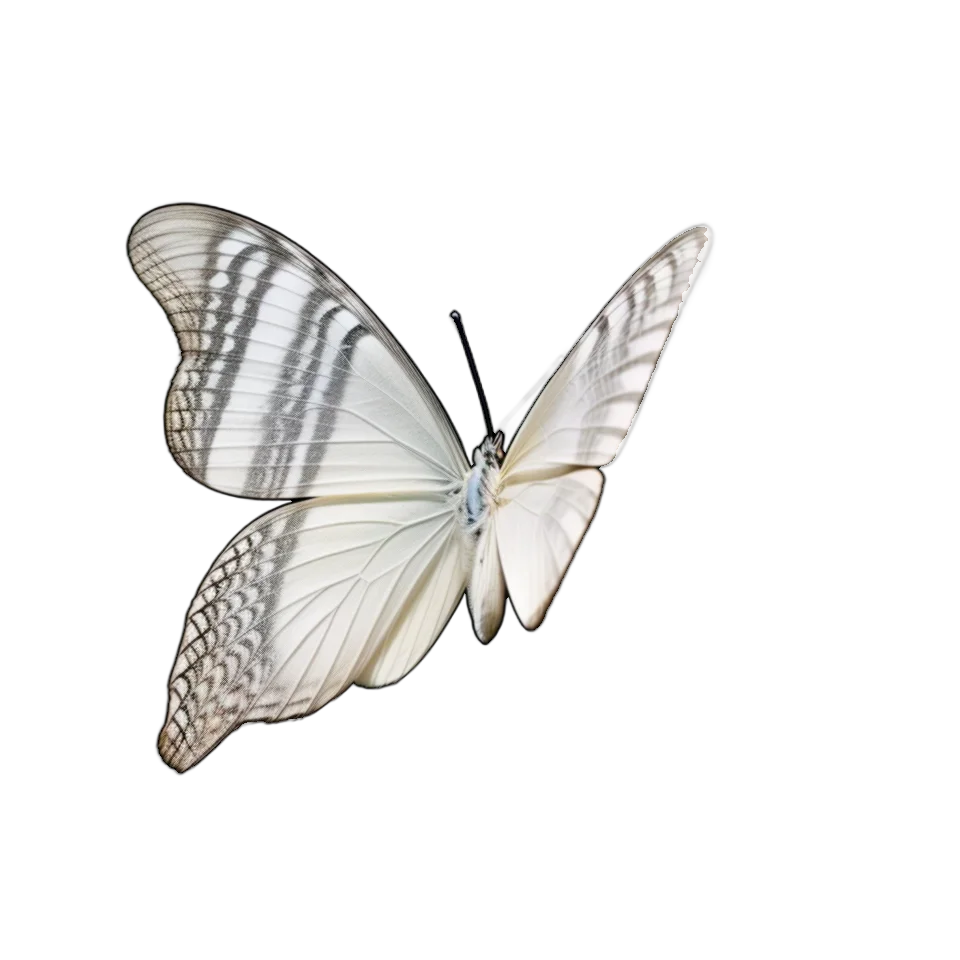 Butterfly Image