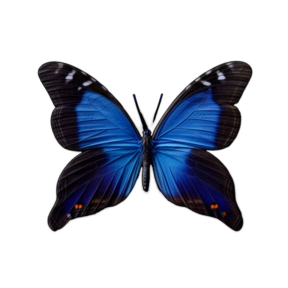 Butterfly Image
