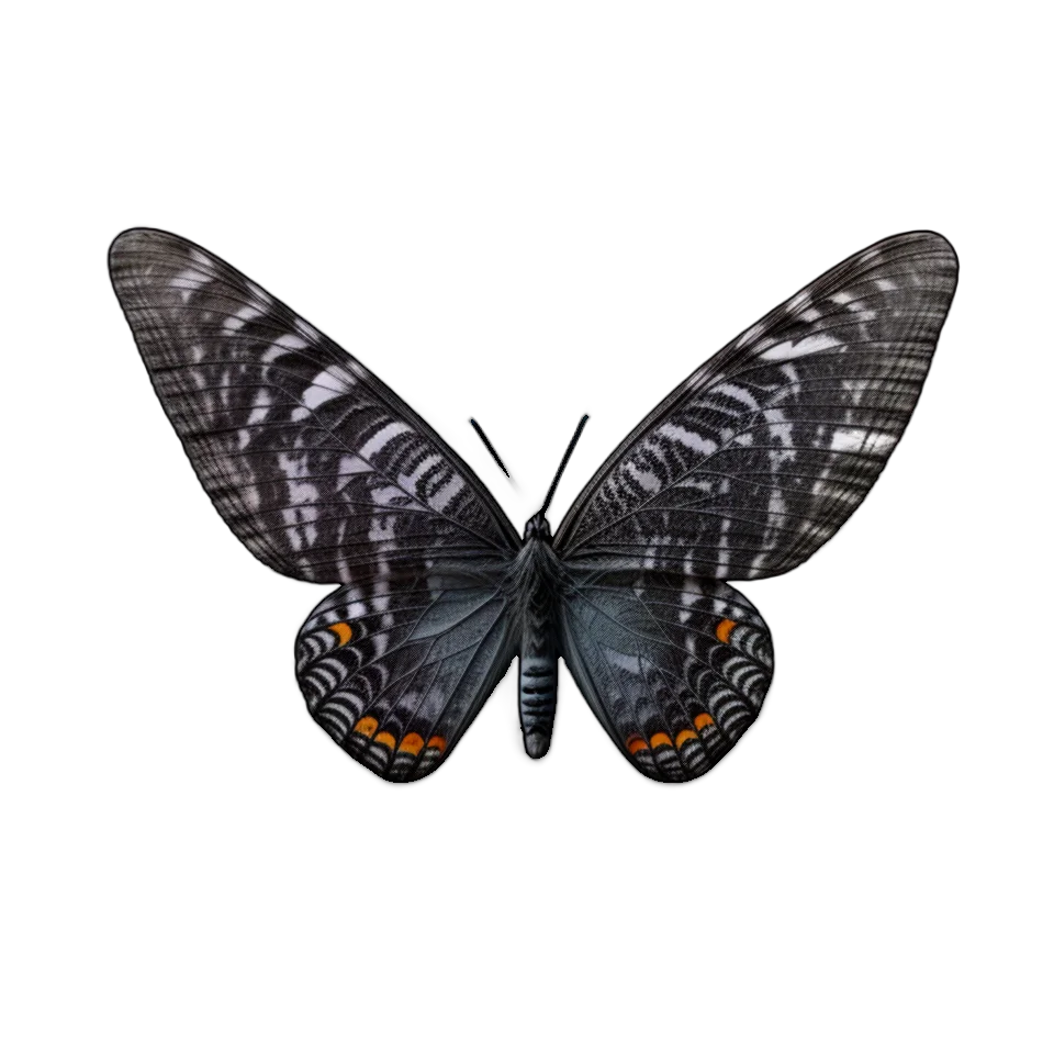 Butterfly Image